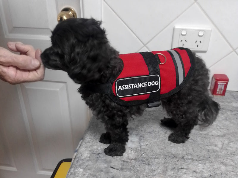 Assistance and Therapy Dogs Vest