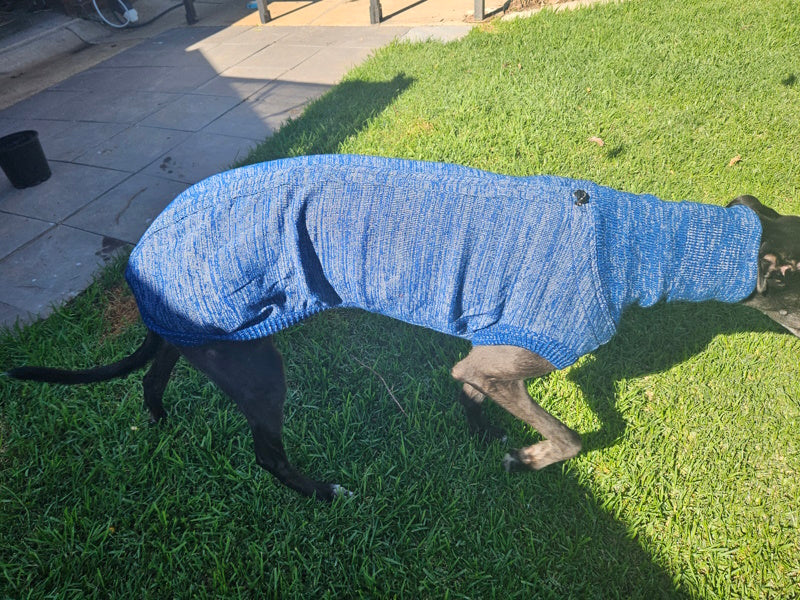 Knitted Sweater on dog 