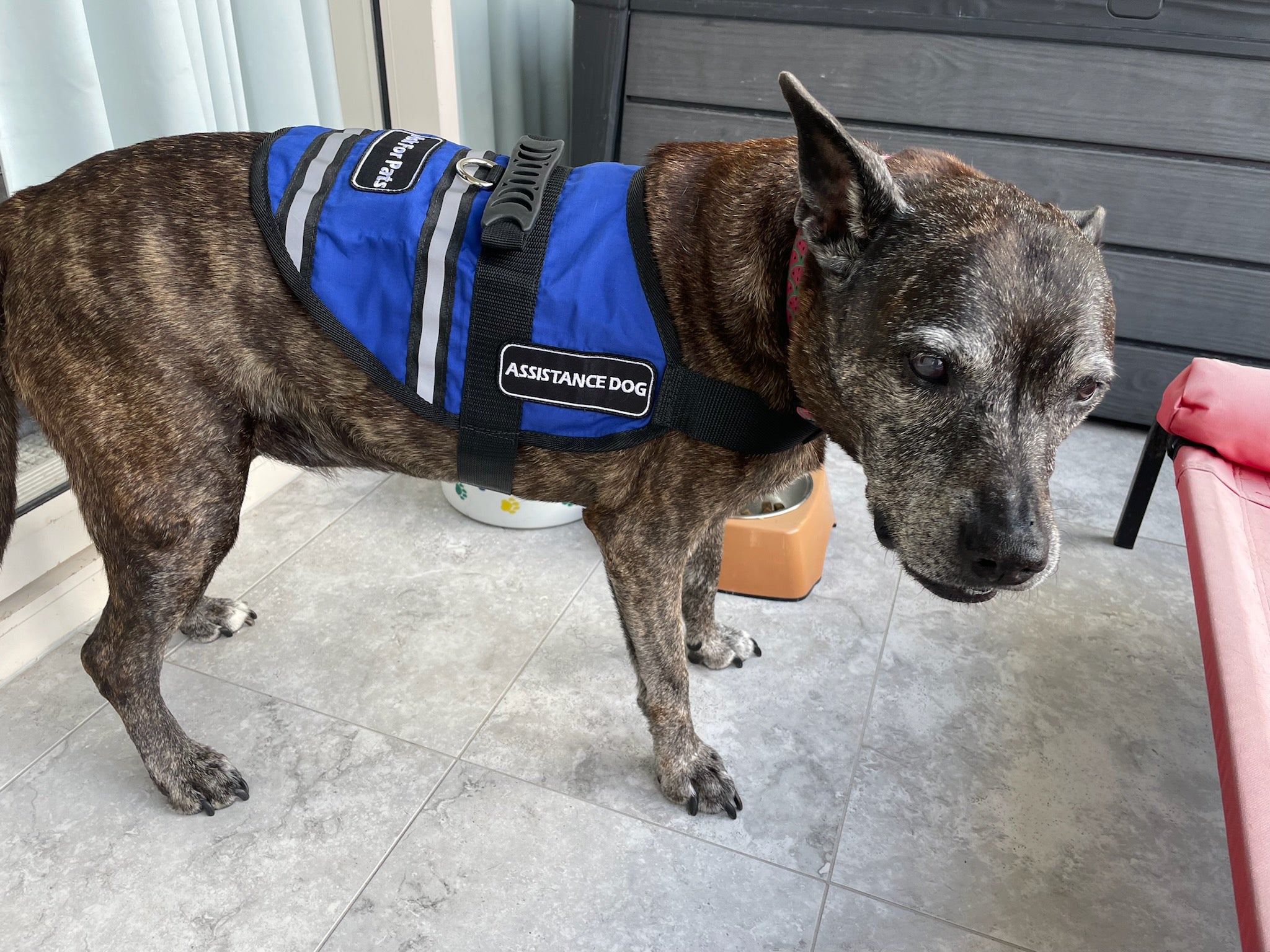 Anxiety service dog outlet vest