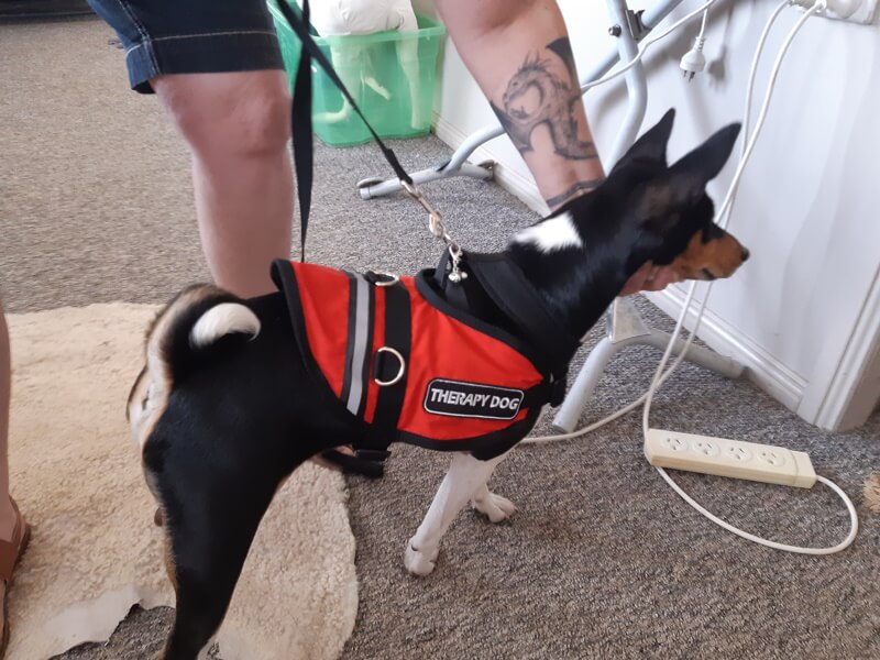 Assistance/Therapy Dog Vests to be worn with harness
