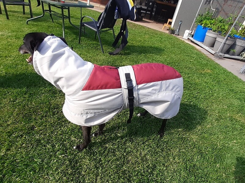 Greyhound winter 2024 coats australia