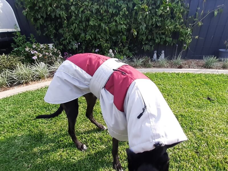 Greyhound winter coats australia sale