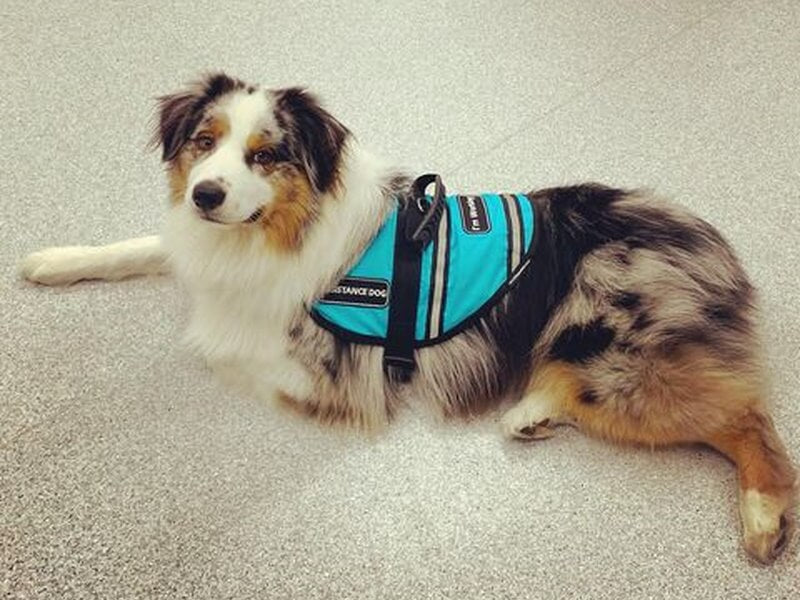 Therapy dog best sale in training harness