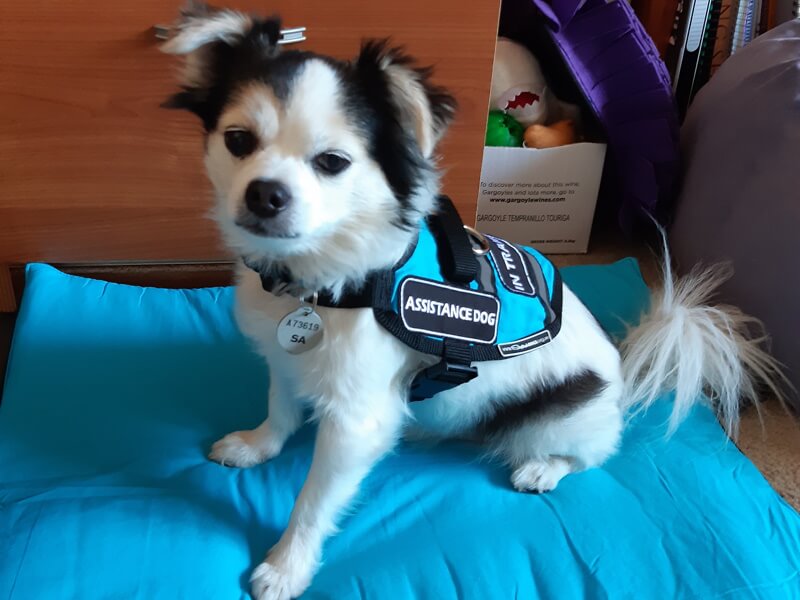 Service dog shop vest for chihuahua