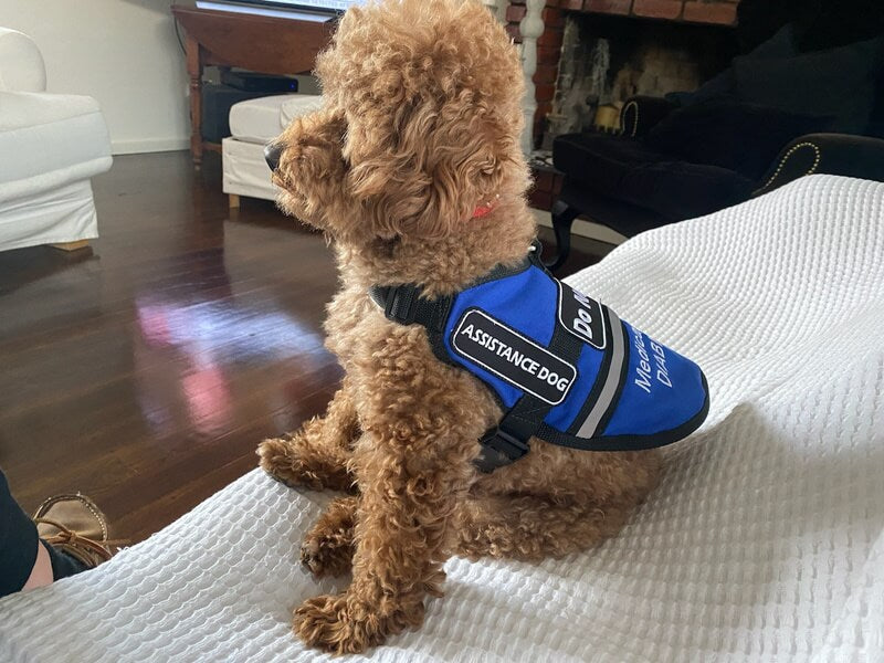 Assistance and Therapy Dogs Vest