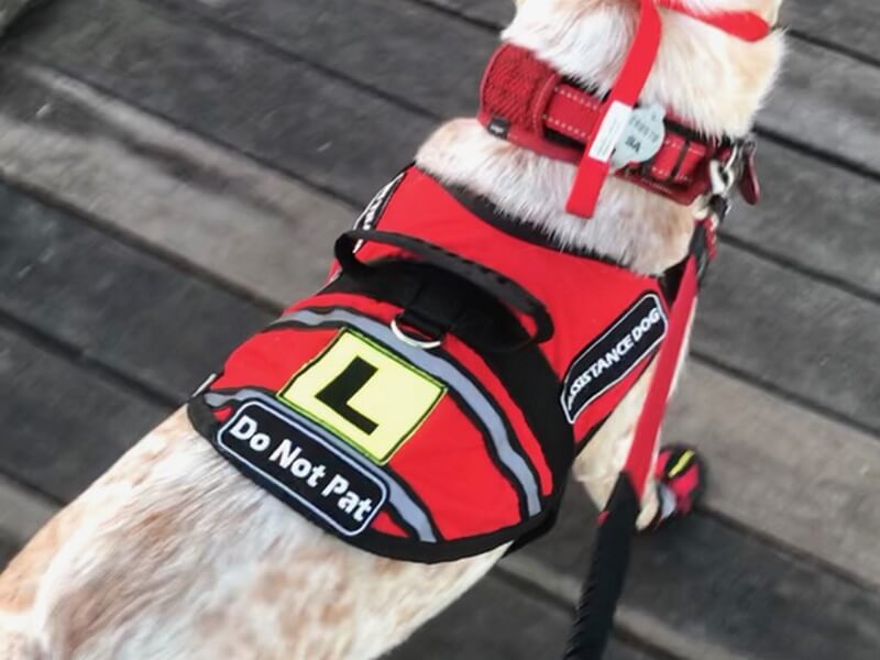 Psychiatric service dog outlet vest