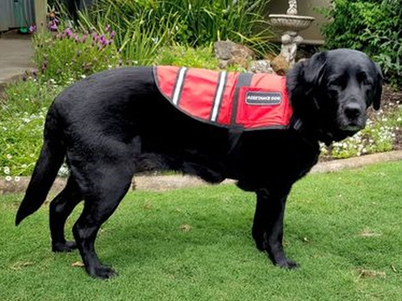 Assistance and Therapy Dogs Vest Red