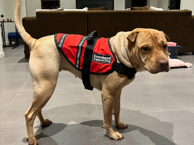 Assistance and Therapy Dogs Vest