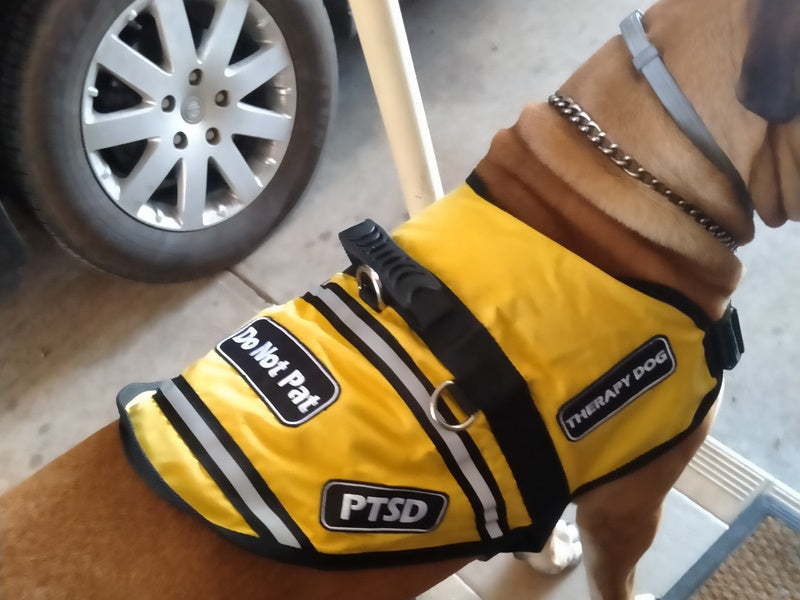 Assistance and Therapy Dogs Vest Yellow