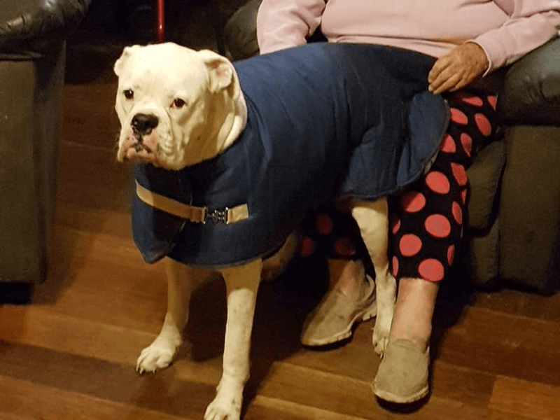 Dog Lounge Coat
