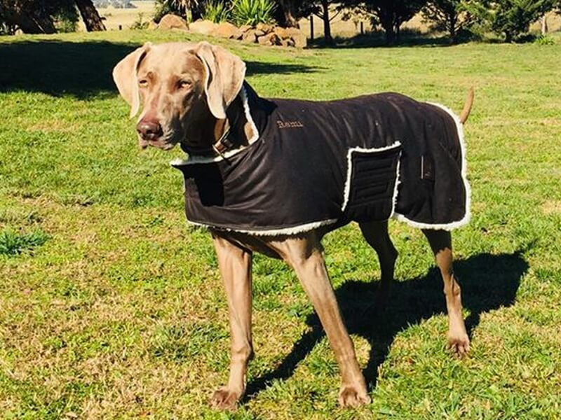 Brown Oilskin Dog Coat