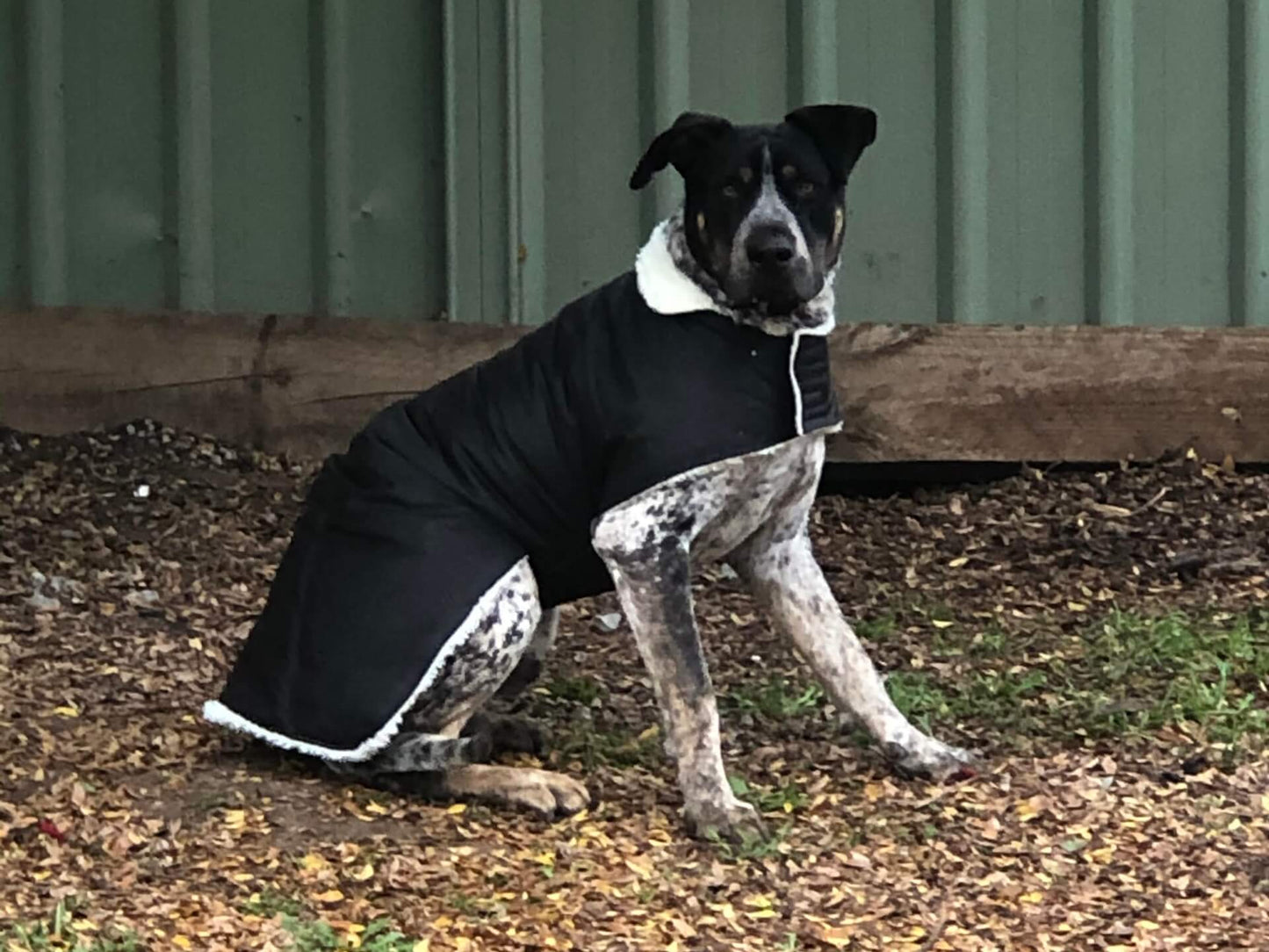 Black Oilskin Dog Coat