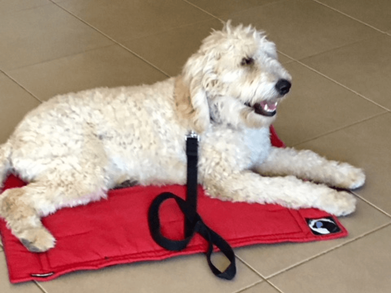 Assistance and Therapy Dog Heavy Duty Training Mats