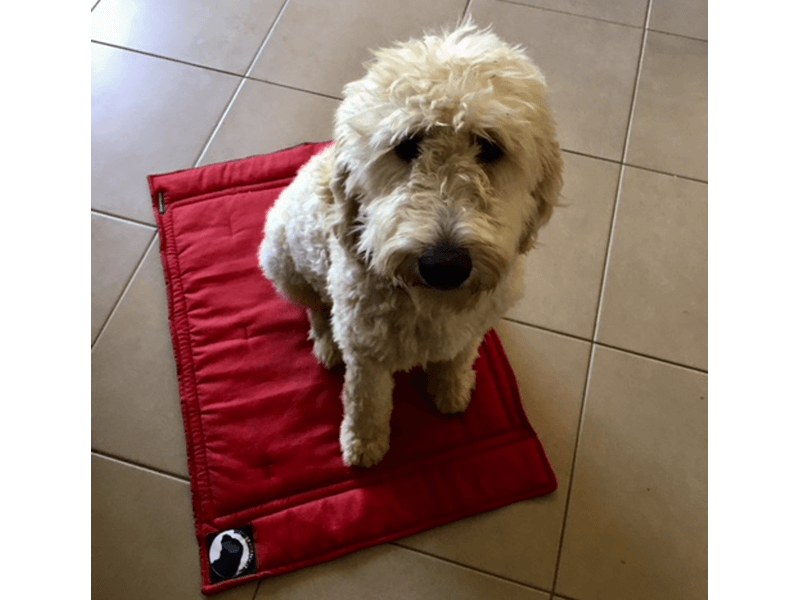 Assistance and Therapy Dog Heavy Duty Training Mats